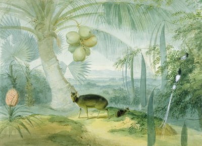 Un paesaggio a Ceylon, con cervo abbaiatore e cerbiatto e una coppia di pigliamosche del paradiso, c.1808-11 da Samuel Daniell